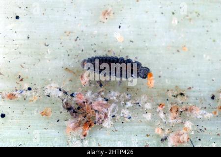 Larve von Stethorus punctillum (Coccinellidae), gejagt auf einem Raubtier der Spinnmilbe (Tetranychidae) - Zerstörer. Stockfoto