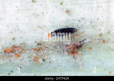 Larve von Stethorus punctillum (Coccinellidae), gejagt auf einem Raubtier der Spinnmilbe (Tetranychidae) - Zerstörer. Stockfoto