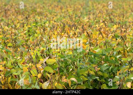 Sojabohnenpflanze, die vor der Ernte auf dem Feld reift. Stockfoto