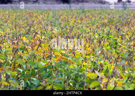 Sojabohnenpflanze, die vor der Ernte auf dem Feld reift. Stockfoto