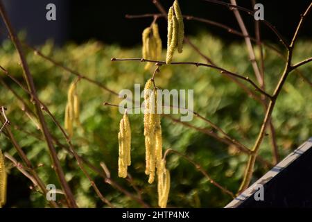 Blühender Haselnussbaum von unten an einer grünen, verschwommenen Hecke mit verschiedenen Schwerpunkten Stockfoto