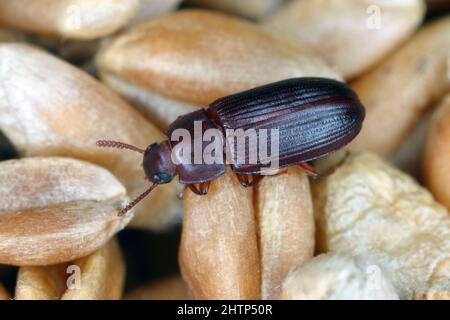 Cynaeus angustus, eine nordamerikanische tenebrionidae, eine in vielen europäischen Ländern fremde Art. Stockfoto