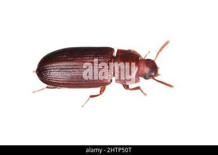 Cynaeus angustus, eine nordamerikanische tenebrionidae, eine in vielen europäischen Ländern fremde Art. Stockfoto