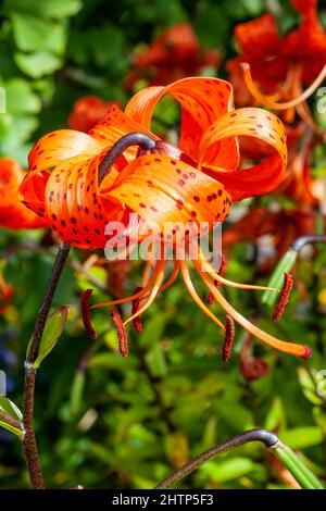 Lilium lancifolium eine Sommerherbstblühende Pflanze mit einer orangefarbenen Sommerblume, die allgemein als Tenorlilie bekannt ist, Stockfoto Stockfoto