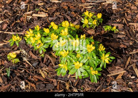 Eranthis hyemalis eine im späten Winter blühende Pflanze mit einer gelben Winterblüte, die allgemein als Winterakonit bekannt ist, Stock-Foto-Bild Stockfoto