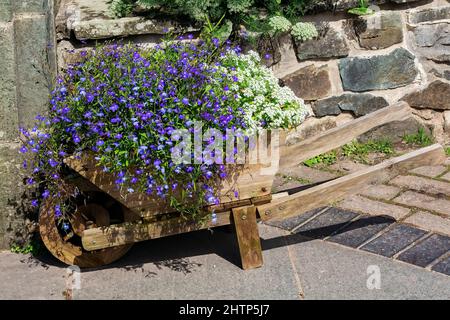 Lobelia erinus eine Sommerherbstblühende Pflanze mit einer blau-violetten Sommerblume, die in einer hölzernen Schubkarren-Mulde gepflanzt ist, Stock-Foto-Bild Stockfoto