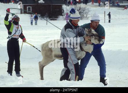 Lapplands traditioneller Regenträer-Wettbewerb Stockfoto