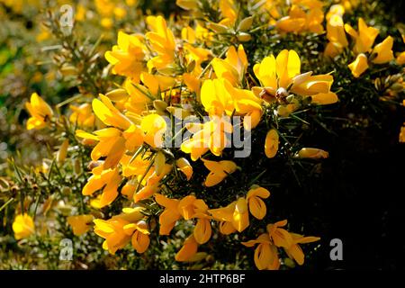 Nahaufnahme von leuchtend gelben Ginsterblüten Stockfoto