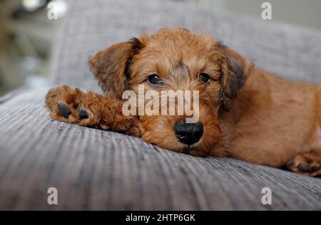 Niedlicher irischer Terrier Welpe Hund auf dem Sofa im Haus Stockfoto
