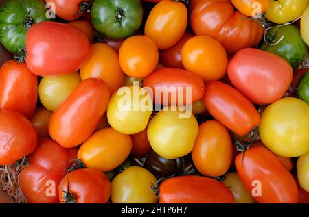 Auswahl an bunten Tomaten Stockfoto
