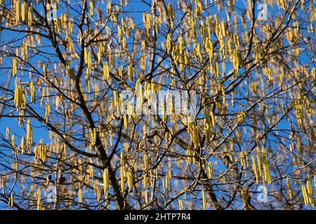 Zweig mit den Blüten des Haselnussbaums Stockfoto