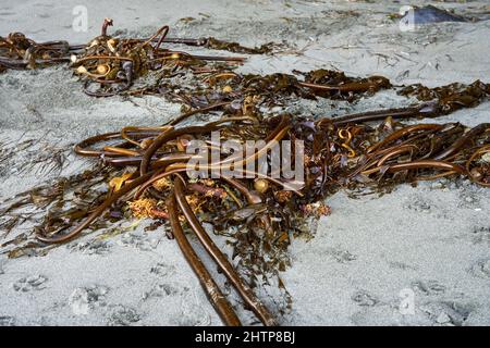 Bullenkelp Seegras an einem Sandstrand. Stockfoto