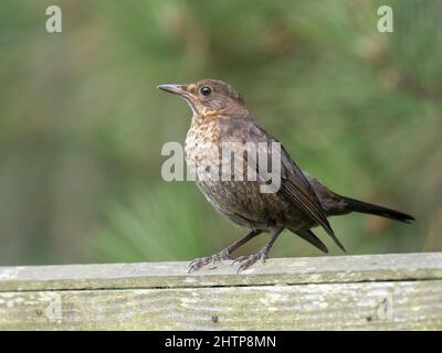 Amsel, Turdus merula, Jungvögel am Gartenzaun. Norfolk. Juli Stockfoto