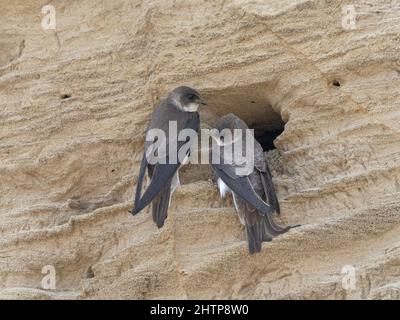 Sand Martin, Riparia riparia, ausgewachsenes Paar am Eingang des Nestbaus Norfolk, Mai Stockfoto