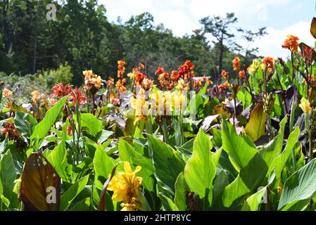 Canna blüht vor blauem Himmel Stockfoto