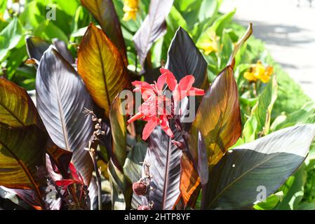Canna blüht vor blauem Himmel Stockfoto