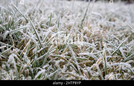 Das grüne Gras ist vom ersten Frost an mit Frost bedeckt. Frühlingsfrost Stockfoto