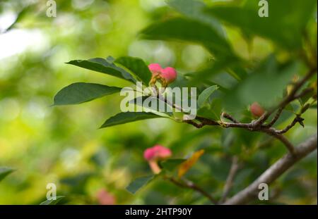 Lobner Magnolia Merrill unreife Frucht. Ohne Blüten Stockfoto