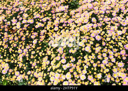 Viele kleine rosa Chrysanthemen aus der Nähe Stockfoto