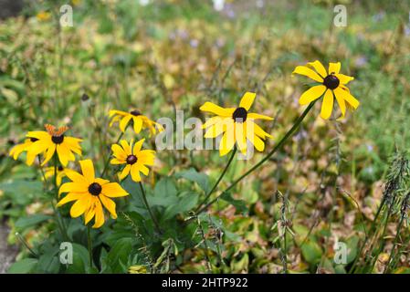 Rudbeckia hirta, gemeinhin als Schwarzäugige Susan bezeichnet Stockfoto