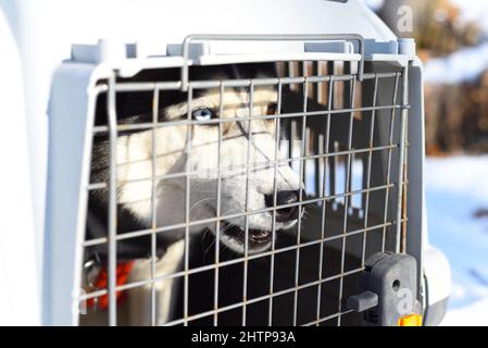 Sibirischer Husky Dog sitzt in einem Käfig Stockfoto