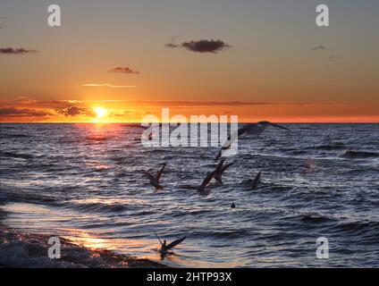 Sonnenuntergang über der Ostsee mit Möwen an der Küste im beliebten Badeort Jastrzębia Góra im Norden Polens Stockfoto