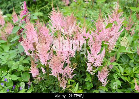 Lila Astilbe Blüten (falscher Ziegenbart). Queen Alexandra Variety, Hybrid. Russischer Fernost. Stockfoto