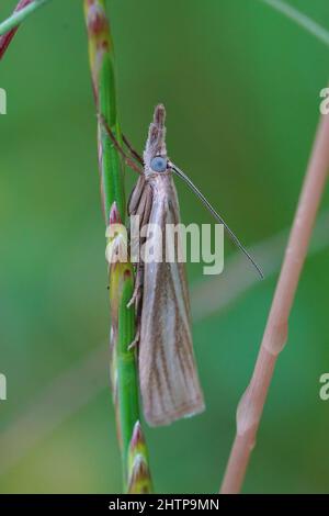 Vertikale Nahaufnahme eines kleinen Grasmotten, Crambus perlella , versteckt im Gras Stockfoto