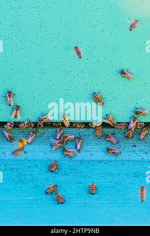 Honigbienen beim Bienenstock Stockfoto