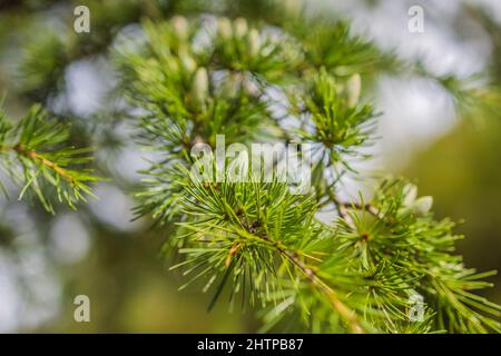 Nahaufnahme schöner gelblich grüner männlicher Zapfen an Ästen von Cedar Tree Cedrus libani oder Lebanon Cedar. Großer immergrüner Zedernbaum mit üppigem Grün Stockfoto