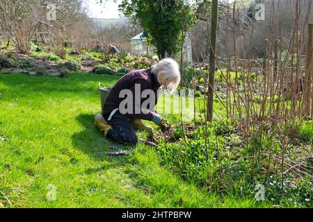 Ältere ältere ältere Frau kniet im Gartenwinter Jäten um Himbeersträucher herum Februar 2022 Carmarthenshire Wales Großbritannien KATHY DEWITT Stockfoto