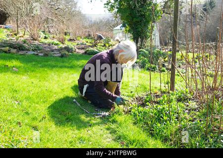 Ältere ältere ältere Frau kniet im Gartenwinter Jäten um Himbeersträucher herum Februar 2022 Carmarthenshire Wales Großbritannien KATHY DEWITT Stockfoto