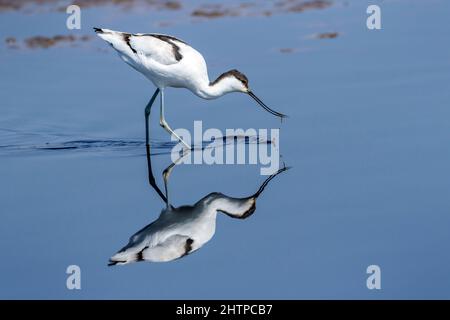 Pied Avocet (Recurvirostra avosetta), im Wasser mit Reflexion, Ngorongoro-Schutzgebiet, Tansania. Stockfoto