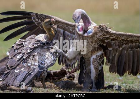 Weißrückengeier (Gyps africanus) kämpfen aggressiv auf Savanne bei einem Schlachtkörper, Serengeti-Nationalpark, Tansania. Stockfoto