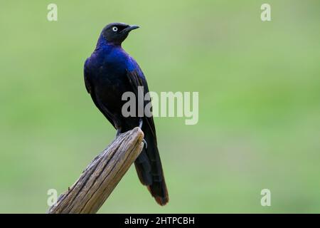 Rüppells Star (Lamprotornis purpuropterus) oder Rueppells langschwänziger, glänzender Star, Porträt auf einem Ast, Serengeti national p Stockfoto