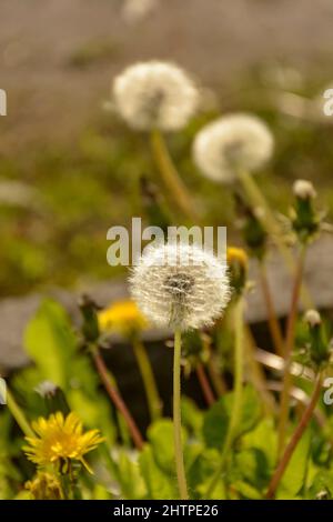 Verblasste, flauschige Dandelionen auf der Wiese. Stockfoto