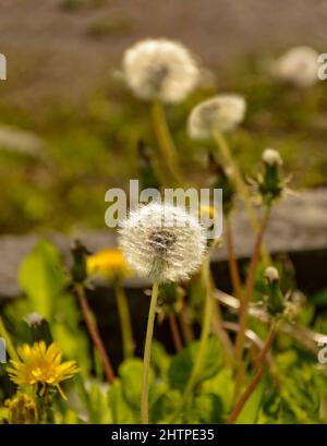 Verblasste, flauschige Dandelionen auf der Wiese. Stockfoto