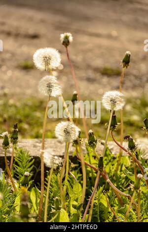 Verblasste, flauschige Dandelionen auf der Wiese. Stockfoto