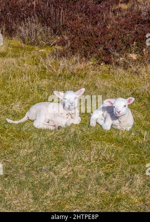 Zwei kleine weiße Lämmer im Naturgebiet Drents-Friese Wold, Niederlande Stockfoto