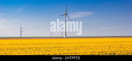Panorama von gelben Tulpen und Windmühlen in Holland Stockfoto