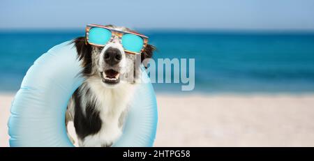 Lustige Hund Strand Sommer auf Urlaub in der blauen aufblasbaren Pool und tragen Sonnenbrille. Stockfoto