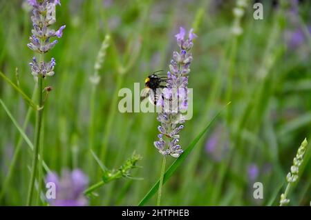 Makroaufnahme Nahaufnahme Insektenbumblebee lila Lavendel. Hummel auf einer lila und grünen Blume mit verschwommenem Hintergrund. Stockfoto