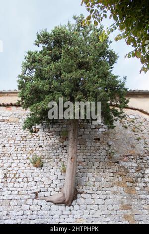 Baum, der in einer alten Mauer geboren wurde, Dorf Trequanda, Gebiet Crete Senesi, Provinz Siena, Toskana, Europa Stockfoto