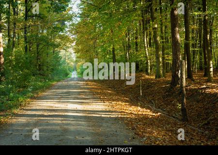 Unbefestigte Straße und gefallene Blätter im Herbstwald Stockfoto