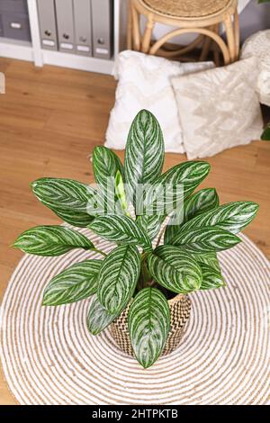 Tropische „Aglaonema Stripes“-Zimmerpflanze mit langen Blättern und silberfarbenem Streifenmuster im Blumentopf im Wohnzimmer Stockfoto