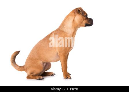 Kleiner Mischlingshund isoliert auf Weiß Stockfoto