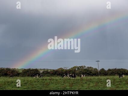 Regenbogen über Kühe grasen in einem Grasfeld, ländliche Irland Landschaft Stockfoto