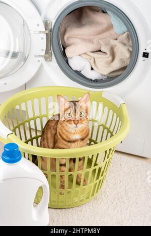 Die Katze sitzt im Wäschekorb in der Nähe der Waschmaschine im Waschraum. Stockfoto