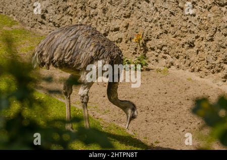 Schöne Aufnahme eines Großraums rhea Stockfoto