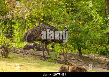 Schöne Aufnahme eines Großraums rhea Stockfoto